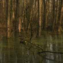 At high water levels... near-natural marshy forest, alluvial forest with alders, poplars, ash trees