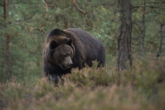 European brown bear (Ursus arctos), adult, particularly strong, respectable animal in natural
