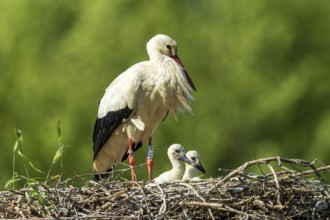 A stork in the nest with two chicks on a green background, white stork (Ciconia ciconia), wildlife,