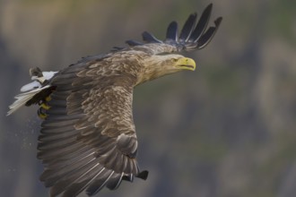 White-tailed Eagle (Haliaeetus albicilla) flying, Nord-Trondelag, Norway