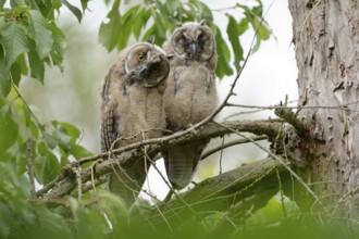 Long-eared Owl (Asio otus) young birds, Saxony, Germany