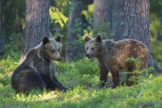 Eurasian Brown Bear (Ursus arctos) two cubs playing in forest, Finland