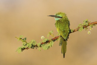Green Bee-eater (Merops orientalis), Eilat, Israel