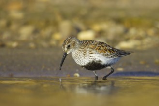 Dunlin (Calidris alpina) foraging, North Rhine-Westphalia, Germany