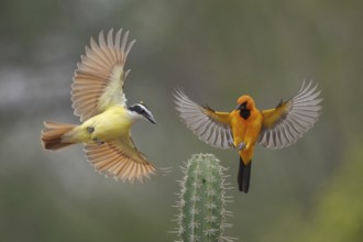 Great Kiskadee & Altamira Oriole (Pitangus sulphuratus & Icterus gularis) wrangling, Texas, USA