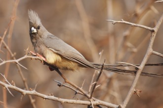 White-backed Mousebird (Colius colius), Namibia
