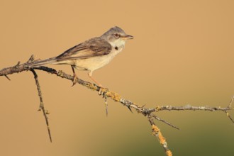 Common Whitethroat (Sylvia communis), Baden-Wuerttemberg, Germany