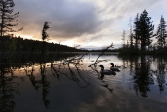Great Northern Loon (Gavia immer), British Columbia, Canada