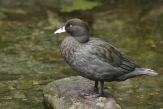 Blue Duck (Hymenolaimus malacorhynchos), New Zealand