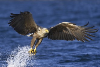 White-tailed Eagle (Haliaeetus albicilla) flying, Nord-Trondelag, Norway
