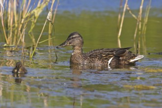 Mallard (Anas platyrhynchos) with chicks, Schleswig-Holstein, Germany