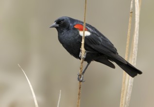 Tricolored Blackbird (Agelaius tricolor) male, California, USA