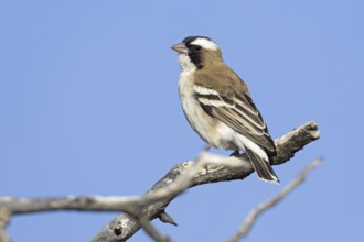 White-browed Sparrow-Weaver (Plocepasser mahali), Northern Cape, Kgalagadi Transfrontier Park,
