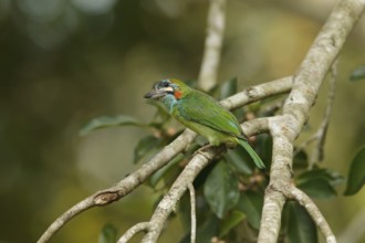 Moustached Barbet (Psilopogon incognitus), Khao Yai, Thailand