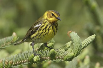 Cape May Warbler (Setophaga tigrina), Manitoba, Canada