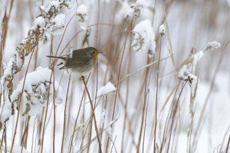 European Robin (Erithacus rubecula), Lower Saxony, Germany