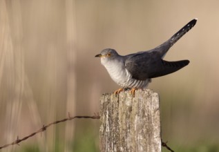 Common Cuckoo (Cuculus canorus) male, Schleswig-Holstein, Germany