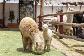 Alpaca and Llama Farm, near Cusco, Peru