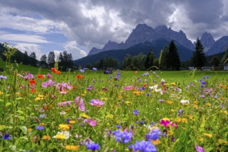 Wildflower meadow, in front of the Sesto Dolomites, Sesto Sundial, Sesto, Dolomites, Val Pusteria,