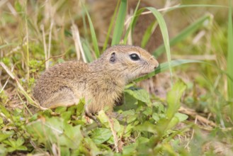 An adult European ground squirrel (Spermophilus citellus) or European souslik stands in a meadow