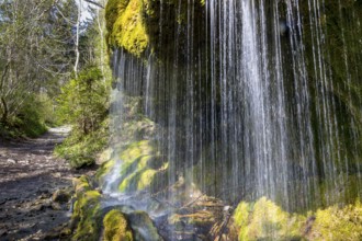 Dietfurt Waterfall, a moss waterfall in the Wutach Gorge, Black Forest, Baden-Württemberg, Germany