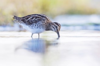 Common Snipe (Gallinago gallinago) foraging, Groningen, Netherlands