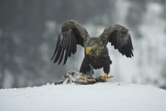 White-tailed Eagle (Haliaeetus albicilla), Norway