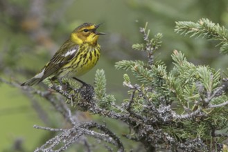 Cape May Warbler (Setophaga tigrina) singing, Manitoba, Canada