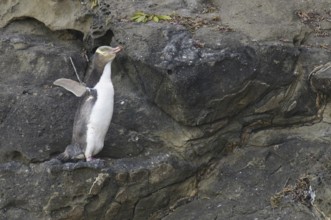 Yellow-eyed Penguin (Megadyptes antipodes), New Zealand
