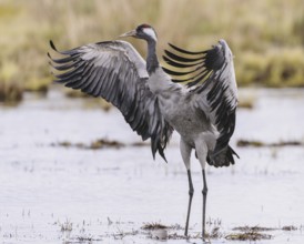 Common Crane (Grus grus), Vaestergoetland, Sweden