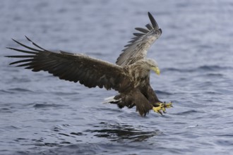 White-tailed Eagle (Haliaeetus albicilla) flying, Nord-Trondelag, Norway