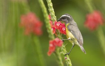 Zuckervogel oder Bananaquit (Coereba flaveola)