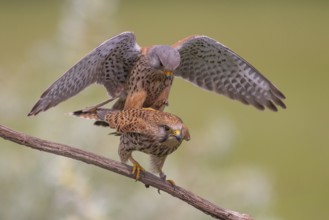 Common Kestrel (Falco tinnunculus) pair mating, perched on a branch, Subotica, Serbia