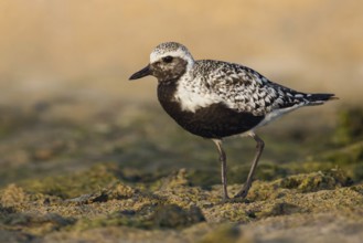Grey Plover (Pluvialis squatarola), Poland