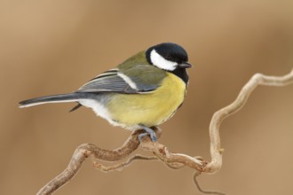 Great Tit (Parus major), Utrecht, Netherlands