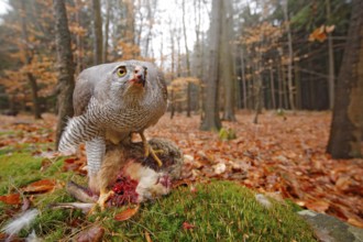 Goshawk, Accipiter gentilis, feeding on killed hare in the forest. Bird of Prey with fur catch in