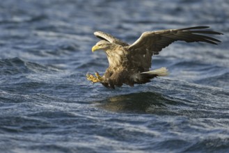 White-tailed Eagle (Haliaeetus albicilla) flying, Nord-Trondelag, Norway