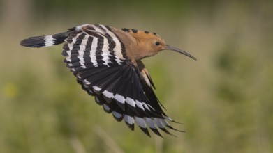 Eurasian Hoopoe (Upupa epops) flying, Subotica, Serbia