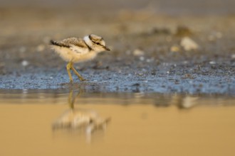Little Ringed Plover (Charadrius dubius) chick at a waterhole, North Rhine-Westphalia, Germany