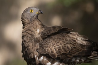 European Honey Buzzard (Pernis apivorus), Subotica, Serbia