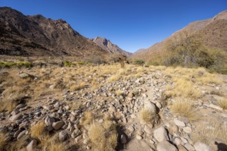 Tsisab Gorge, White Lady Trail, desert landscape, Brandberg, Erongo, Damaraland, Namibia