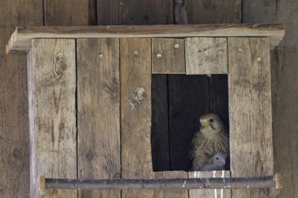 Kestrel (Falco tinnunculus) female and young bird at the incubator, village in Münsterland, North