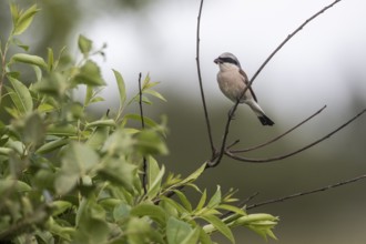 Red-backed shrike (Lanius collurio), Emsland, Lower Saxony, Germany