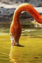 American flamingo, Phoenicopterus ruber, group of birds