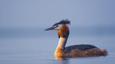A great crested grebe (Podiceps Scalloped ribbonfish) swimming on the Steinhuder Meer, animal