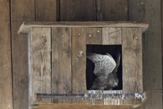 Kestrel (Falco tinnunculus) young bird practising flying in the incubator, village in Münsterland,