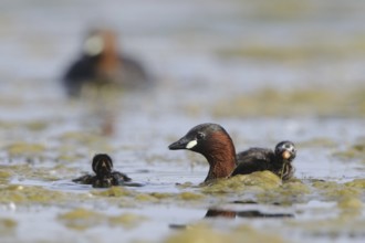 Little Grebe (Tachybaptus ruficollis) juvenile, North Rhine-Westphalia, Germany