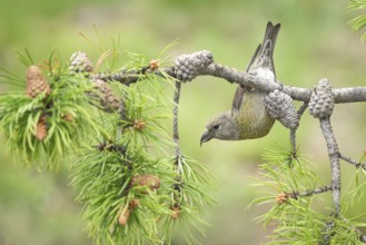 Red Crossbill (Loxia curvirostra) female perched on a conifer branch, Colorado, USA