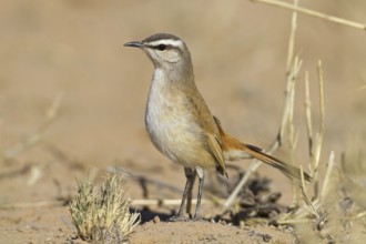 Kalahari Scrub Robin (Cercotrichas paena), Northern Cape, Kgalagadi Transfrontier Park, South