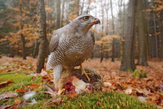Life in autumn forest. Goshawk, Accipiter gentilis, feeding on killed hare in the forest. Bird of
